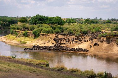 Mavi antiloplar nehir kıyısındaki ormanın yakınında toplanıyor.