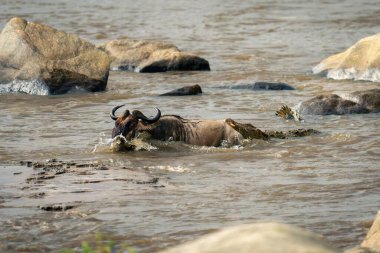 Mavi antiloplar sudaki timsahlar tarafından tutuluyor.