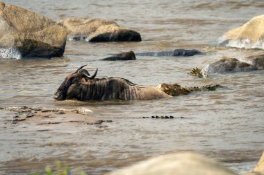 Nehirde timsah tarafından tutulan mavi antilop