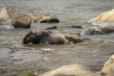 Mara 'da timsah tarafından tutulan mavi antiloplar