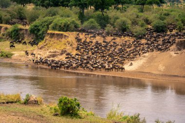 Mavi antiloplar ormanın yakınındaki nehir kıyısında toplanıyor.