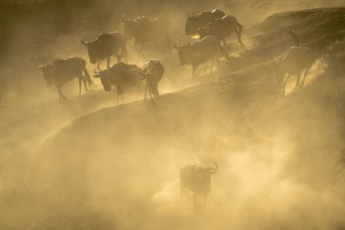 Mavi antilop sürüsü toz içinde nehir kıyısına iniyor.