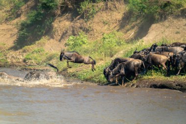 Mavi antiloplar diğerlerini takip ederek nehre atlıyor.