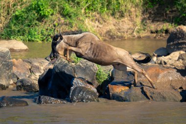 Mavi antilop kayaların üzerinden suya atlıyor.