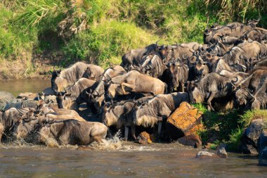 Mavi antiloplar sürüyle nehre atlıyor.