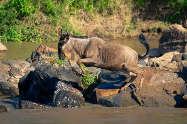 Mavi antilop kayaların üzerinden nehre atlıyor.