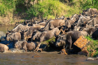 Mavi antiloplar sürü halinde nehre atlıyor.