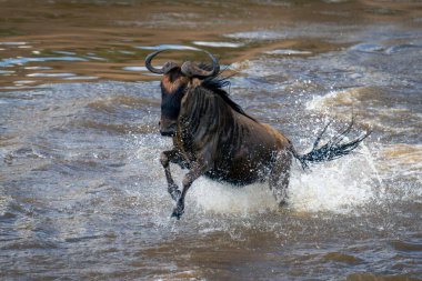 Mavi antiloplar spreyin ortasında suyun içinden atlıyor.
