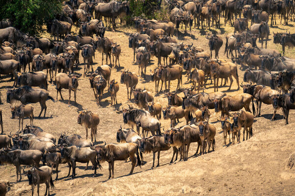 Blue wildebeest gather in sunshine on riverbank