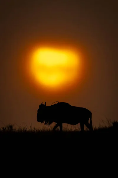 stock image Blue wildebeest on horizon passes cloudy sunset