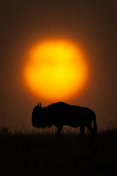 stock image Blue wildebeest on horizon passes setting sun