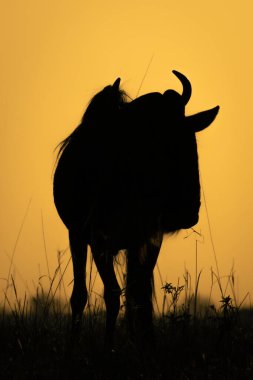 Mavi antilop şafakta ufukta beliriyor.