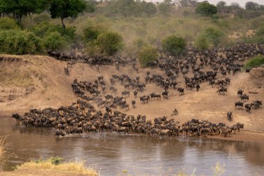 Mavi antiloplar ağaçların yakınından nehri geçmeye başladı.
