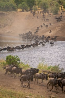 Mavi antilop zigzag çizgisi üzerinde nehirden geçiyor.