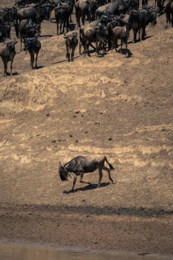Mavi antiloplar sürülerin yanında nehir kıyısında yürüyor.