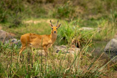 Bohor Reedbuck nehir kenarında durup kamerayı izliyor.