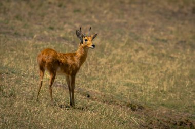 Bohor Reedbuck gün ışığında yamaçta duruyor