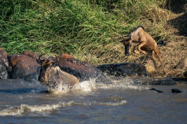 Mavi antiloplardan sonra buzağı nehre atlıyor.