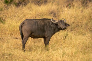 Cape Buffalo otlakta duruyor ve etrafına bakıyor.