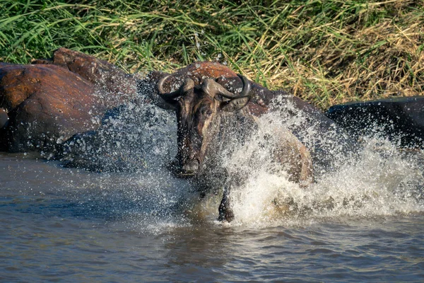 Mavi Antiloplar Nehirden Kayaların Yakınına Sıçrıyor — Stok fotoğraf