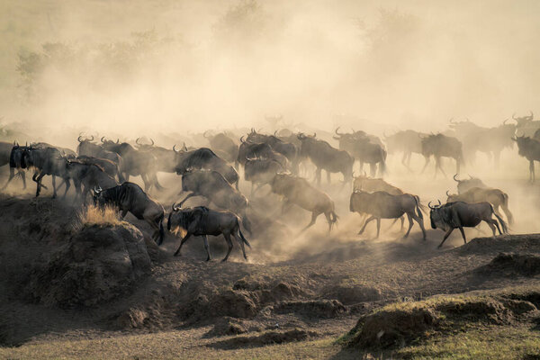 Blue wildebeest standing in dustcloud on riverbank
