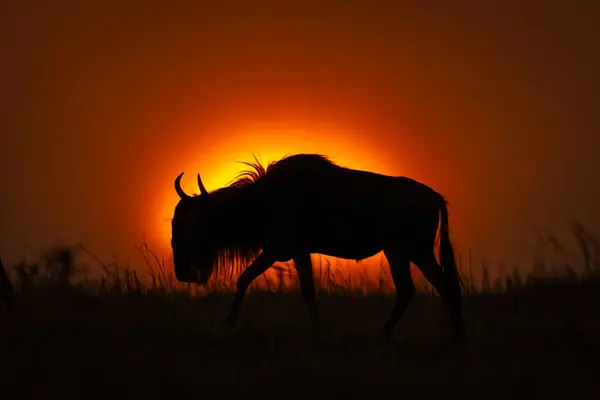 Blue wildebeest walks in silhouette across horizon