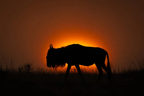 Blue wildebeest walks on horizon in silhouette