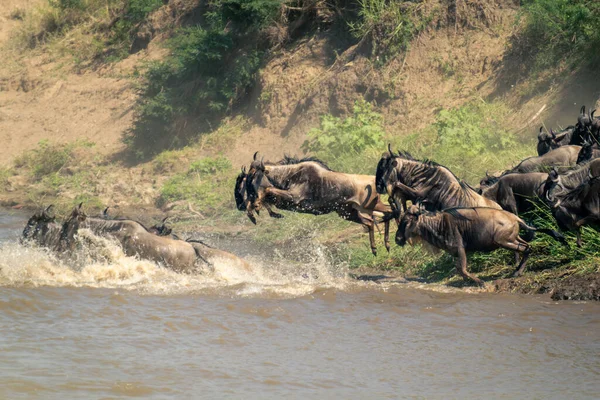 Blue wildebeests jump into river following others