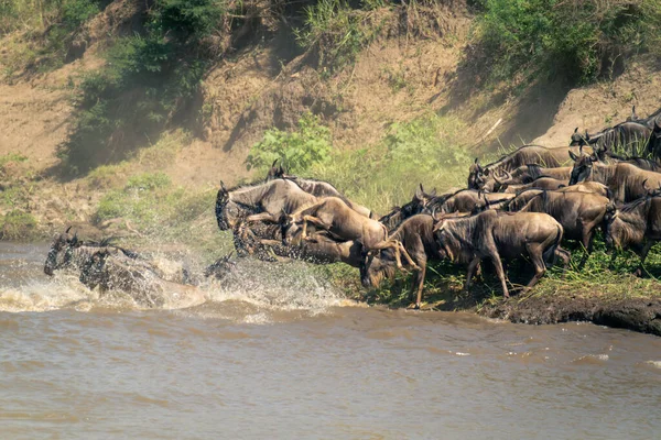 Blue wildebeests jump into river from bank