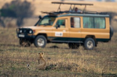 Termit tepeciğindeki çita safari kamyonunu izliyor.