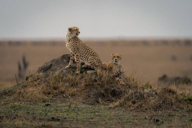 Çita termit tepeciğinde oturuyor.