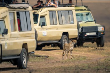 Çita savanda duruyor. Bir çok jipin arasında.