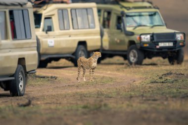 Çita savananın üzerinde, birkaç cipin yanında duruyor.