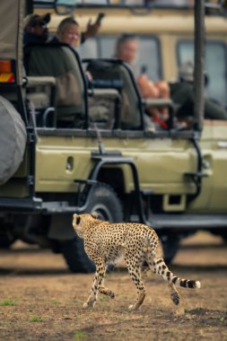 Çita çimenli ovada ciplerin arasında yürüyor.