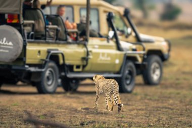 Çita otlak arazide araçların arasında yürüyor.