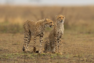 Çita savanada başka bir çitanın yanından geçiyor.