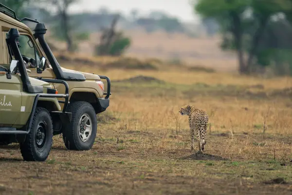 Çita çimlerin üzerinde iki kamyonun yanından geçiyor.