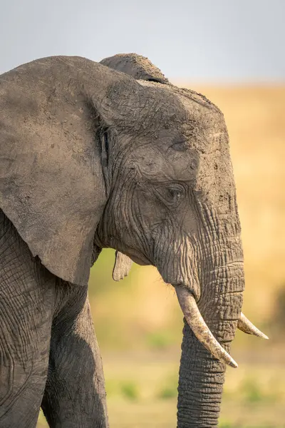 Savanada dikilen Afrika filinin yakın çekimi