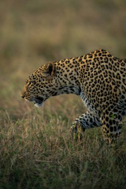 Çimenlerde yürüyen dişi leoparın yakın çekimi.