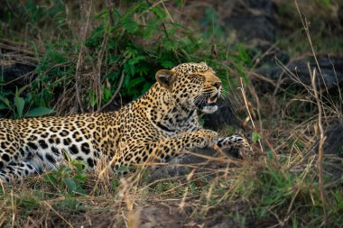 Gözler kapalı yatan leoparın yakın çekimi