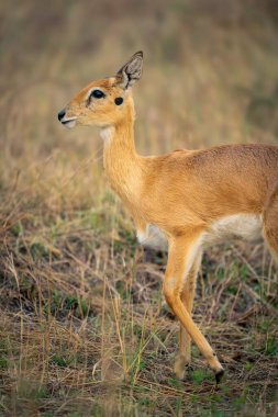 Oribi 'nin yakın çekimi ön bacağını kaldırıyor.