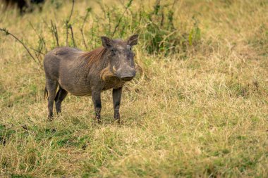 Yaygın bir yaban domuzu çimde dikilip kamerayı izliyor.
