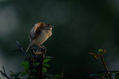 Yapraklı çalılıklarda kanat çırpan tarlakuşu