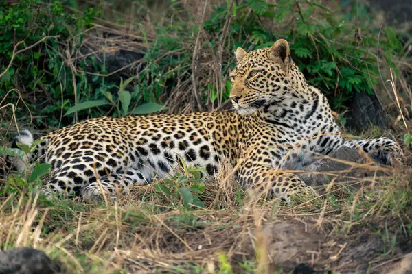 Female leopard lies in bushes looking round
