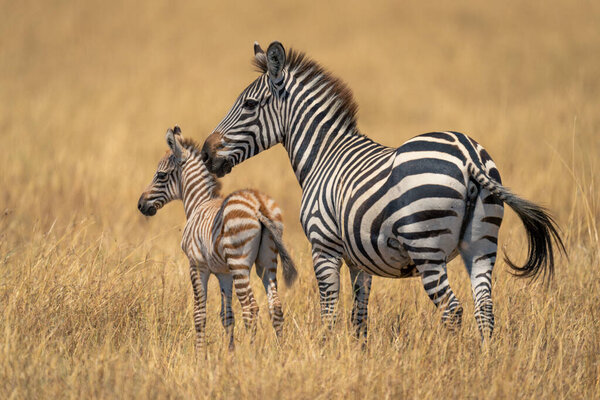 Female plains zebra stands nuzzling young foal