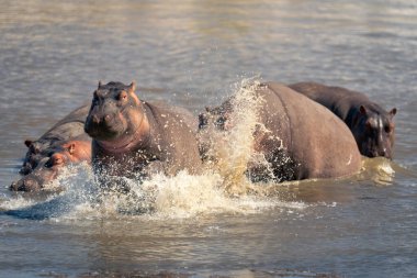 Hippopotamus sığ nehirde bir diğerini kovalıyor.