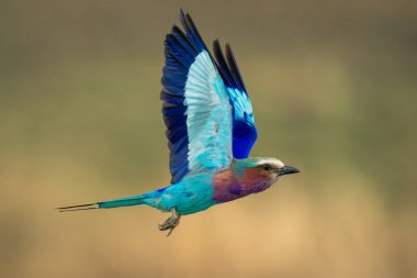 Leylak göğüslü paten kanatları havada savana çarpıyor.