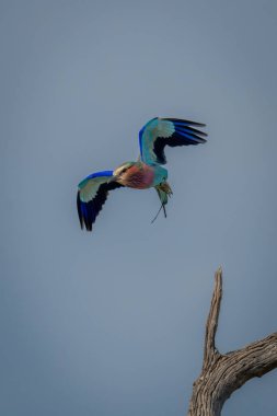Leylak göğüslü silindir, ölü ağaç kütüğünün üzerinde uçar.
