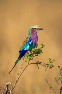 Yapraklı dal üzerinde eflatun göğüslü rulo.