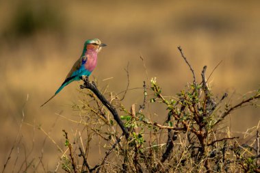 Ölü çalılar üzerinde eflatun göğüslü silindir